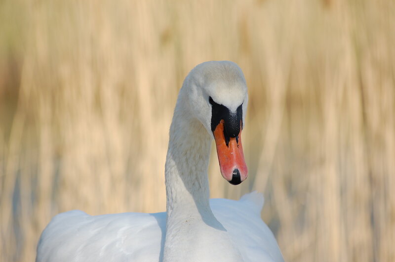 White Swan