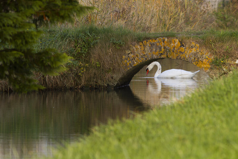 White Swan under Bridge