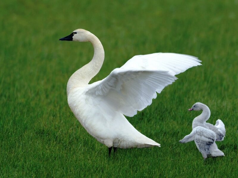 White Swan with Cygnet