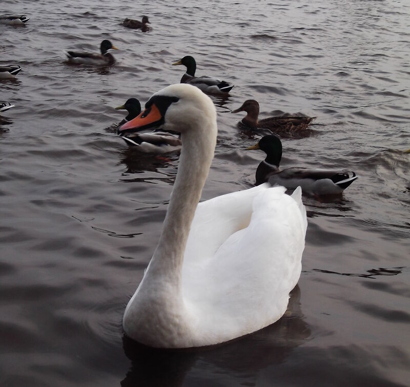 White Swan with Ducks
