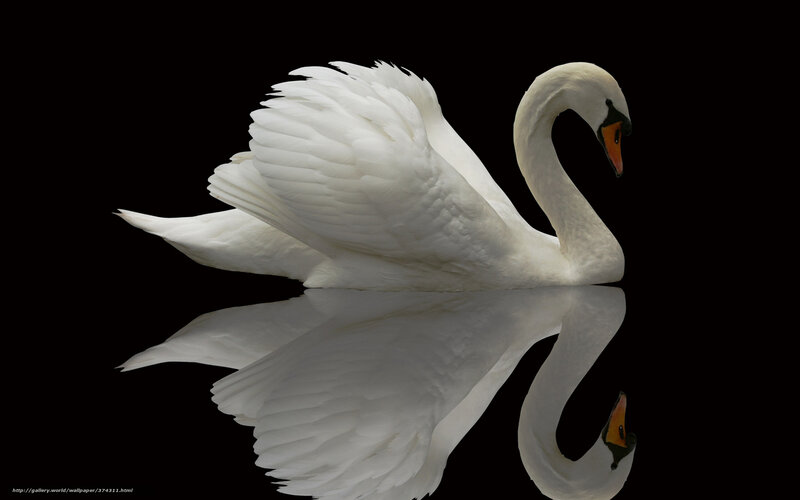 White swan with reflection