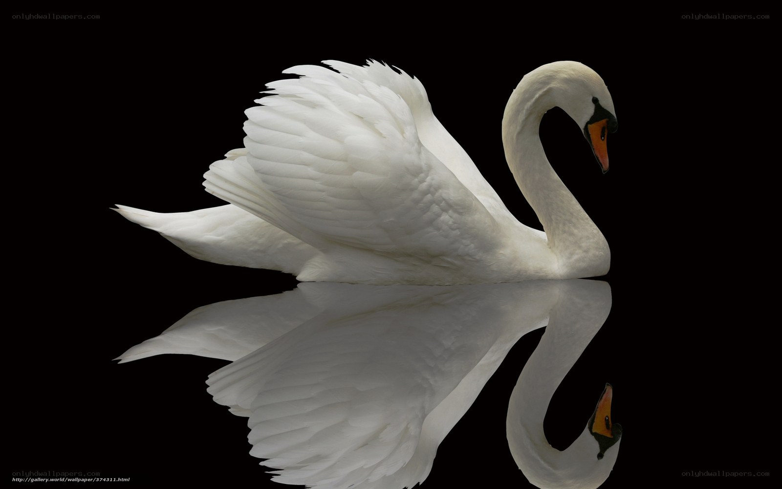 White swan with reflection