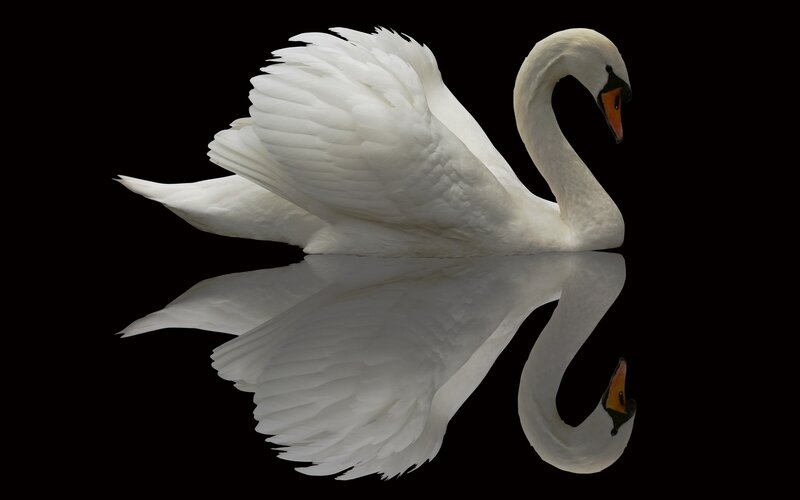 White swan with reflection
