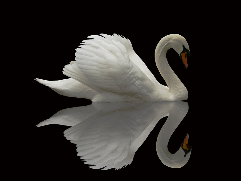 White Swan with Reflection — Serene, Photograph