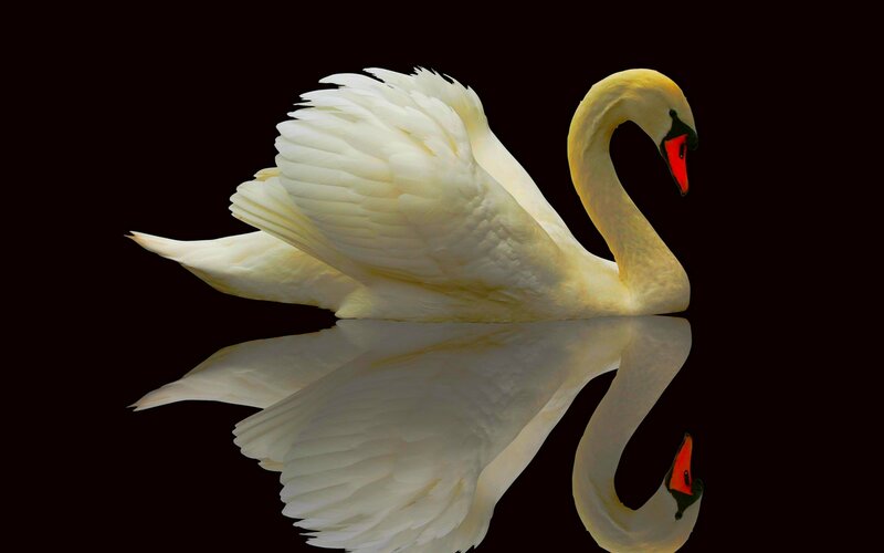 White Swan with Reflection — Serene