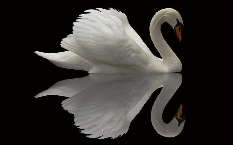 White swan with reflection