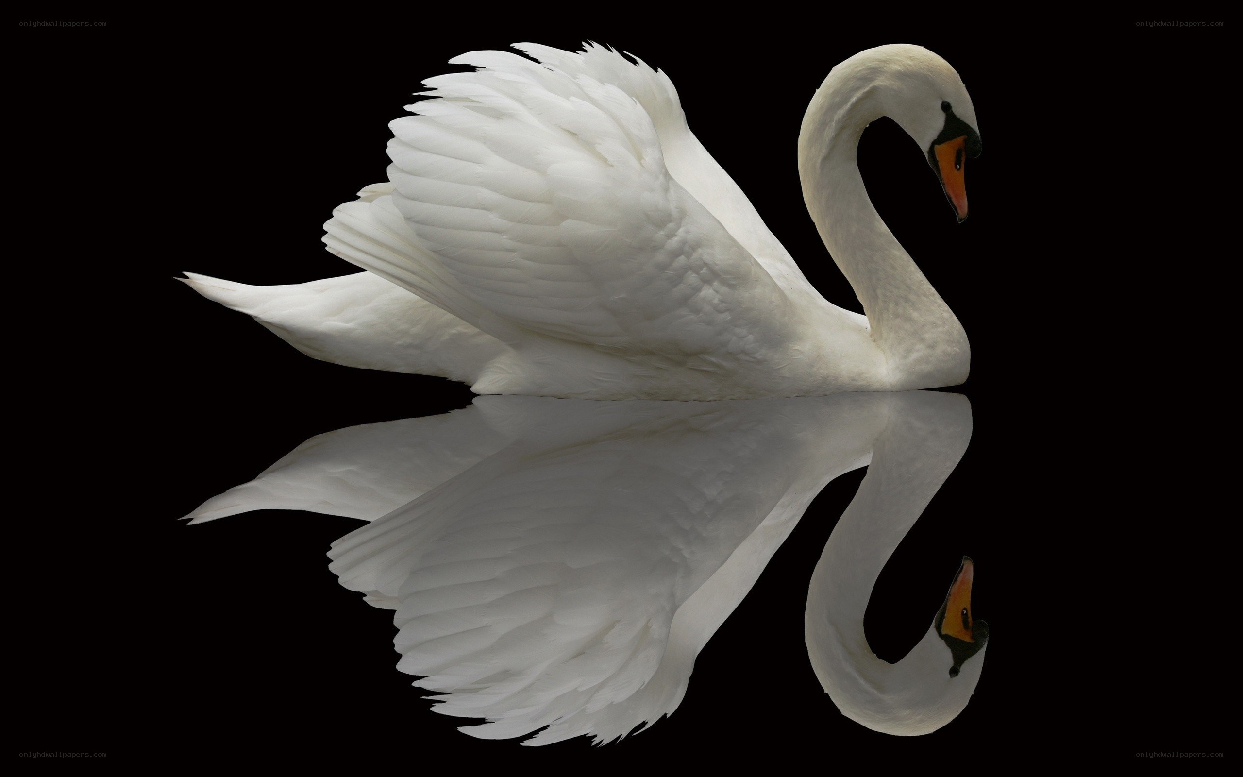 White swan with reflection