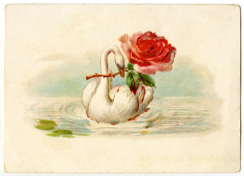 White Swan with Rose