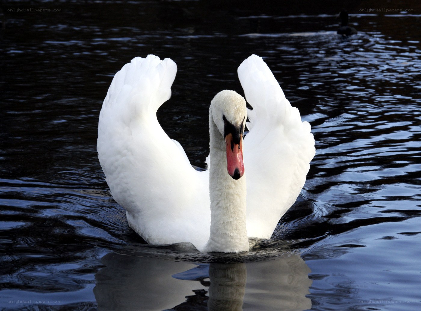 White swan with spread wings