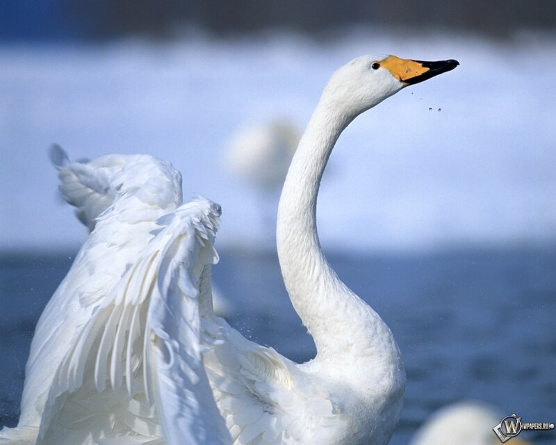 White swan with spread wings