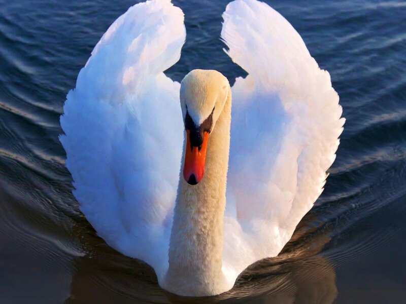 White Swan with Wings — Serene