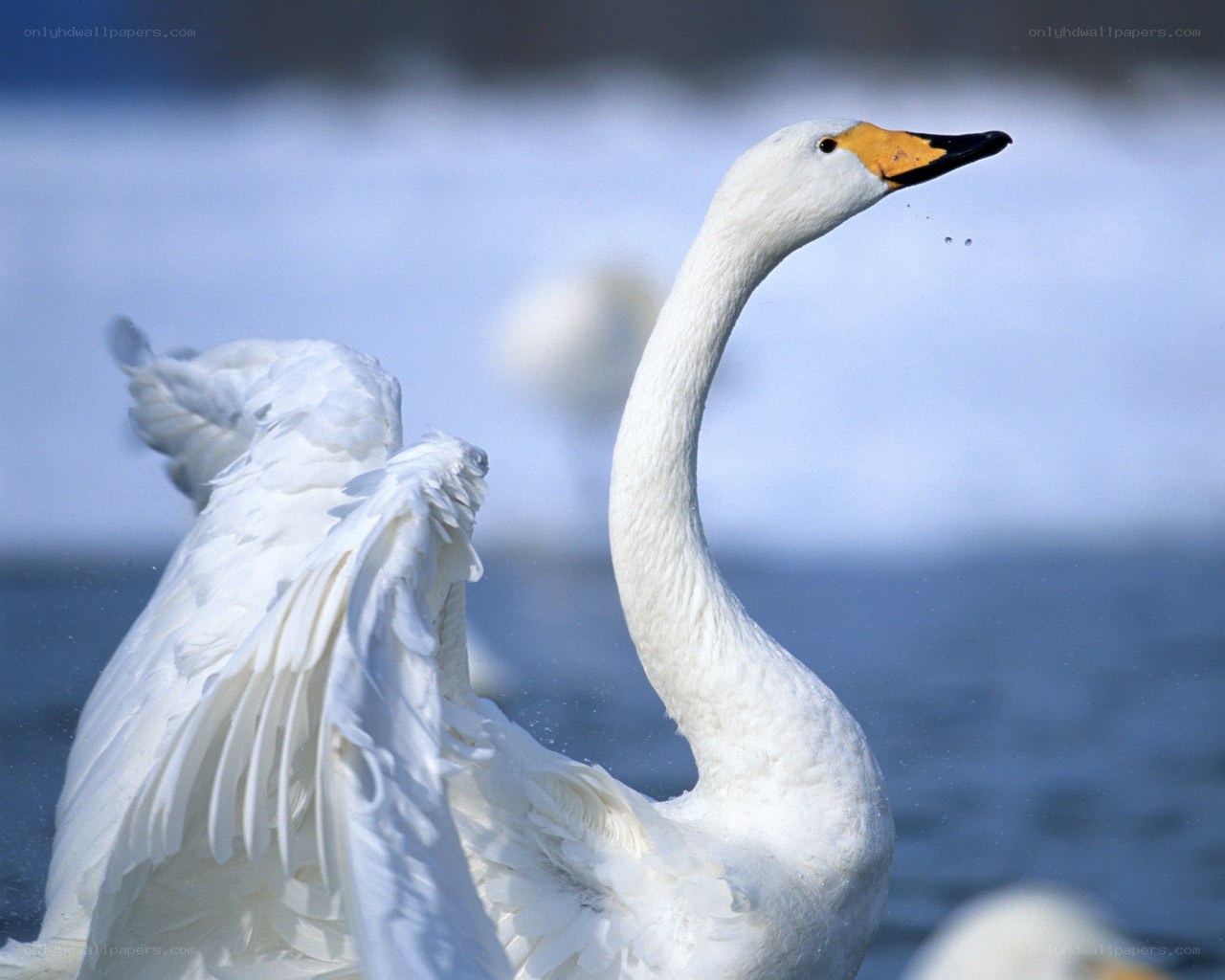 White swan with wings spread