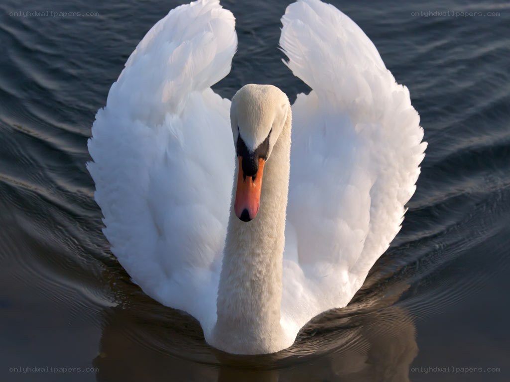 White swan with wings spread