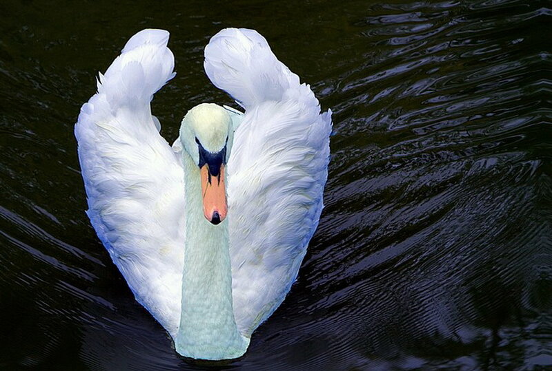 White Swan with Wings Spread — Calm
