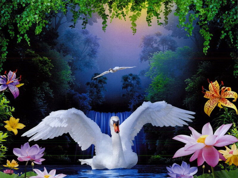 White Swan with Wings