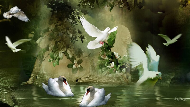 White Swans and Doves