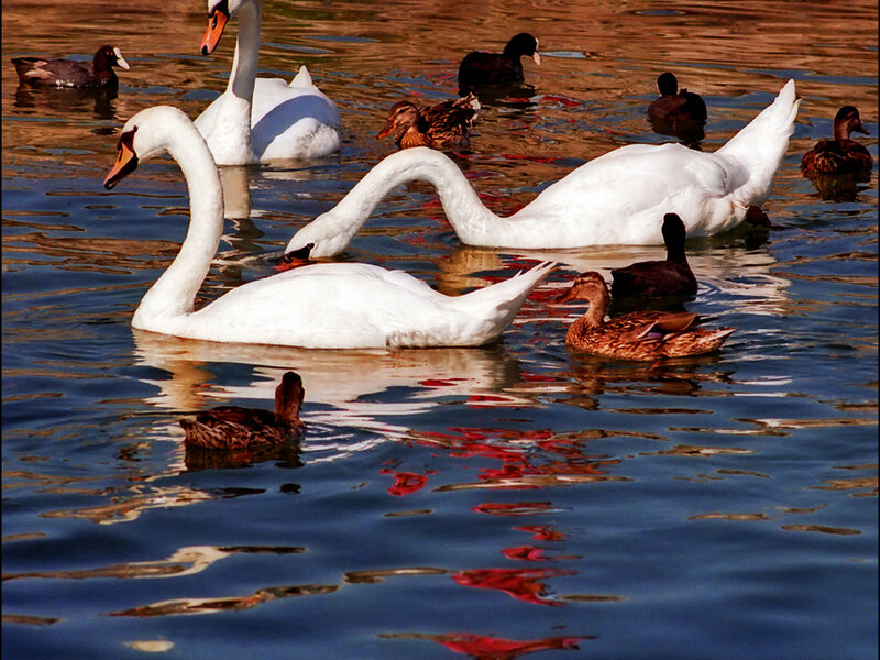 White Swans and Ducks