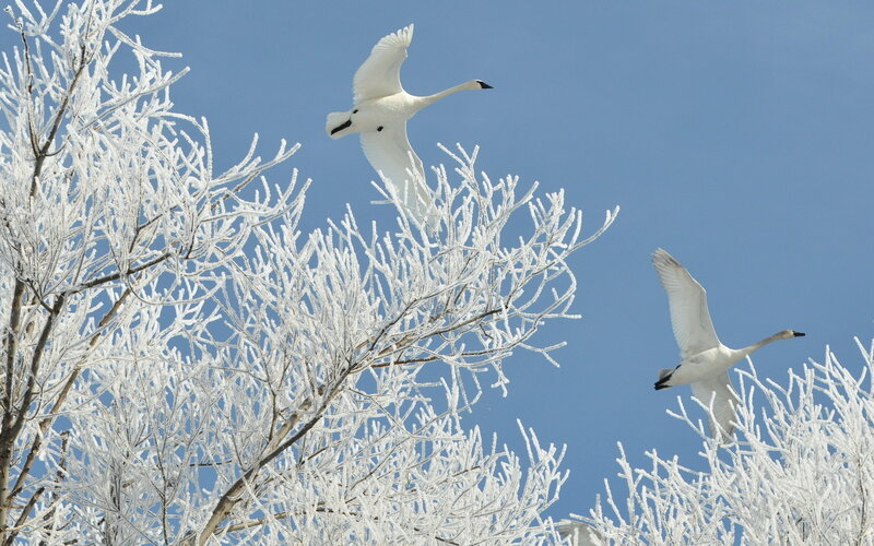 White Swans Flying — Serene