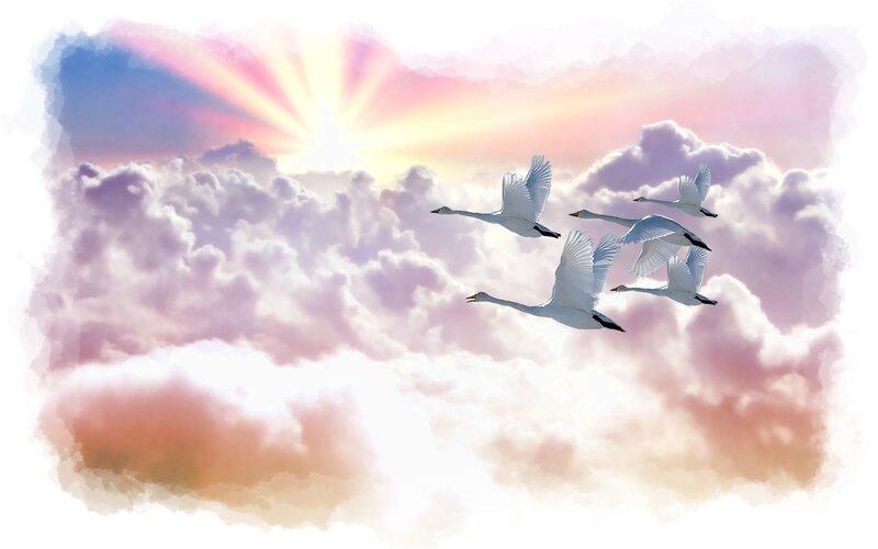White Swans Flying