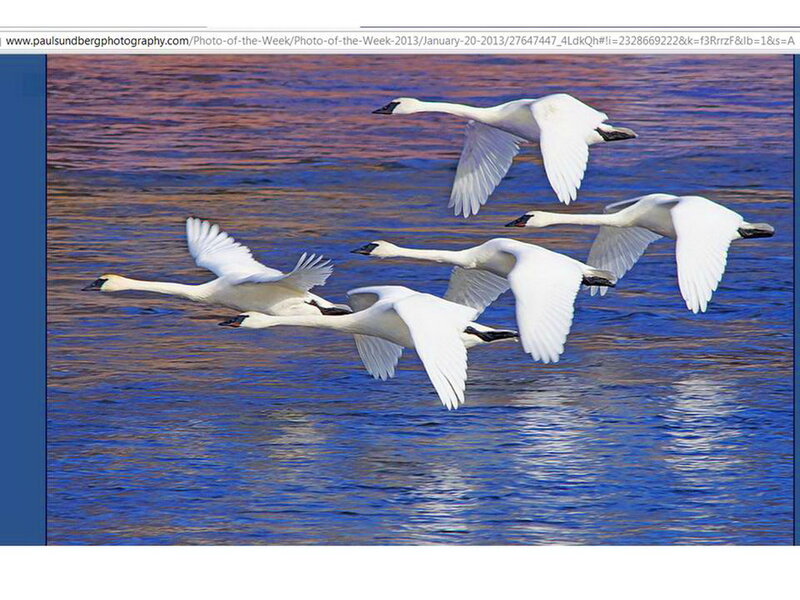 White Swans in Flight — Blue, Serene