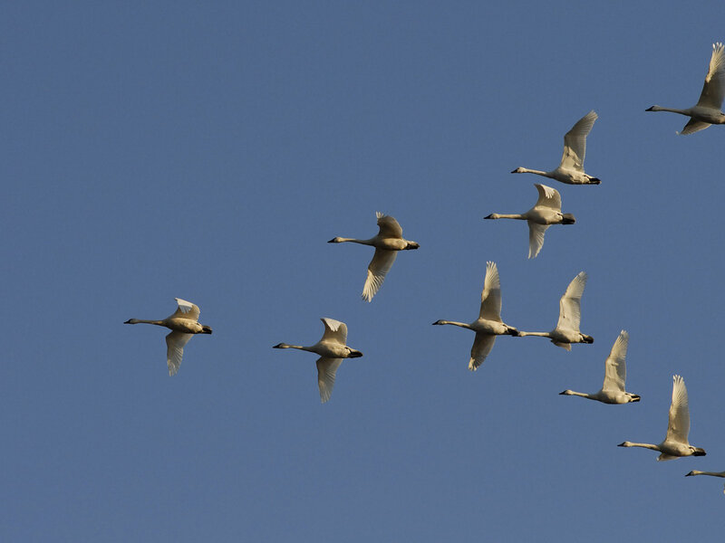 White Swans in Flight — Blue
