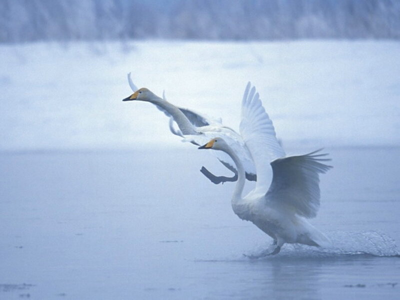 White Swans in Flight