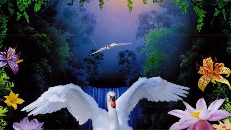 White Swans in Forest