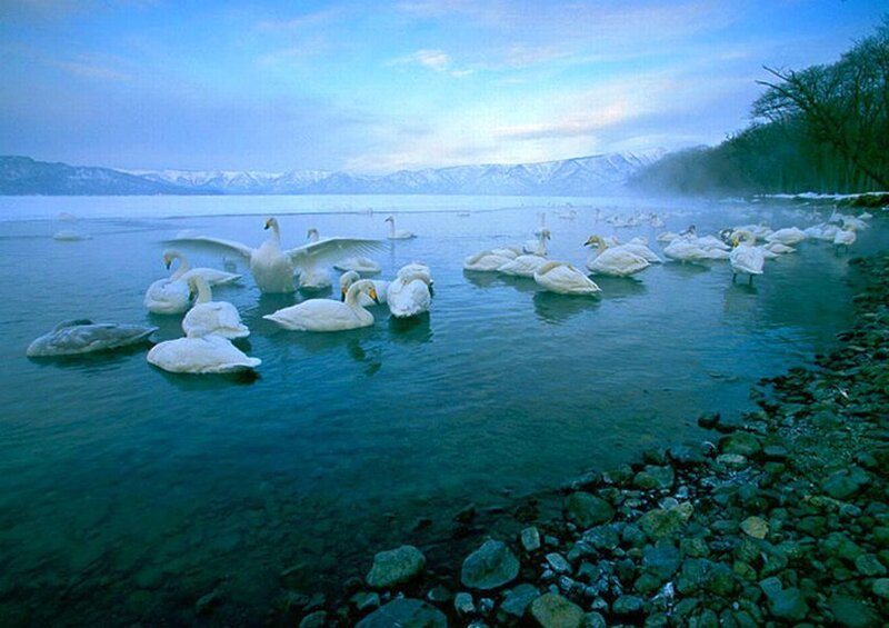 White Swans in Lake