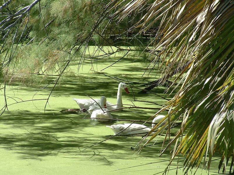 White Swans in Pond — Green