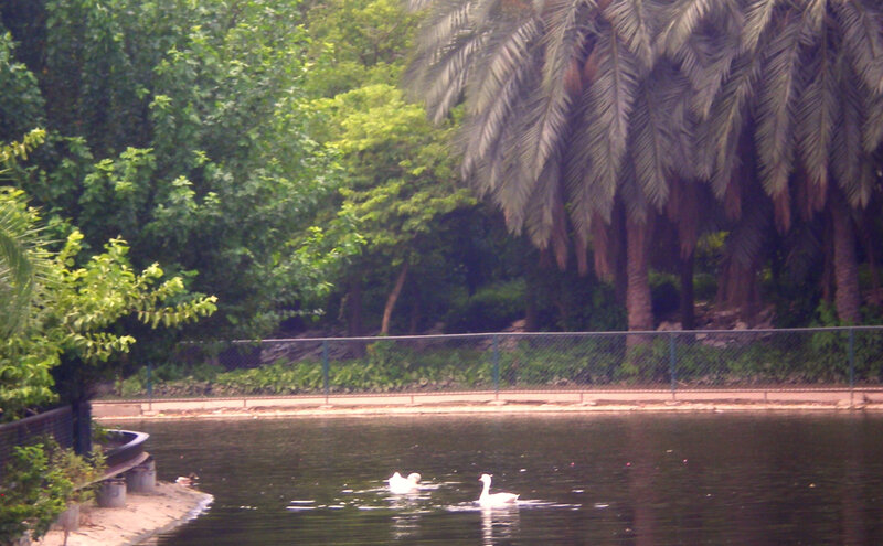 White Swans in Pond