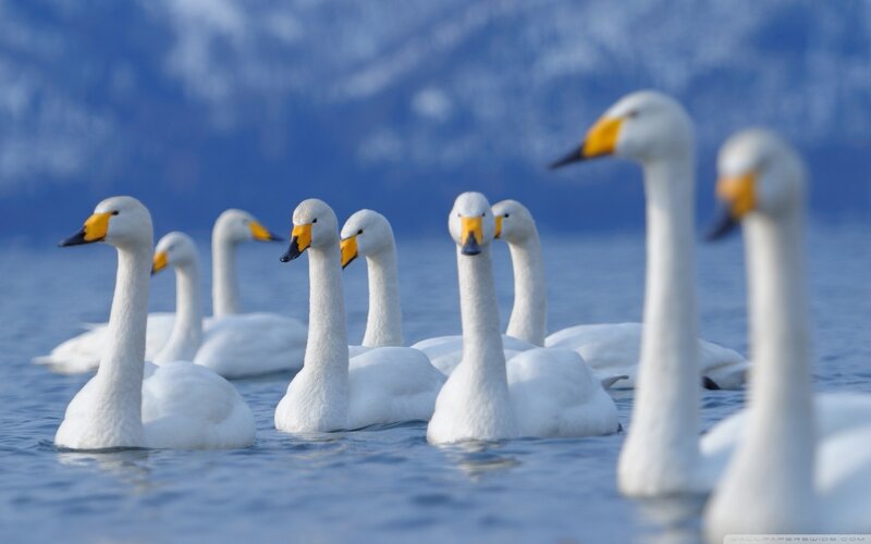 White Swans in Water — Blue, Serene