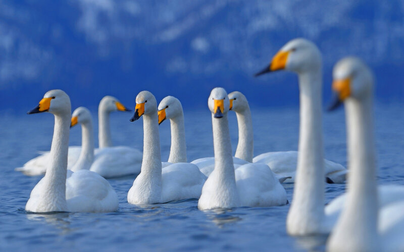 White Swans in Water — Blue