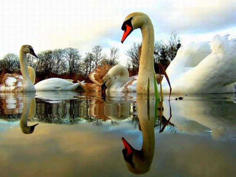 White Swans in Water — Serene