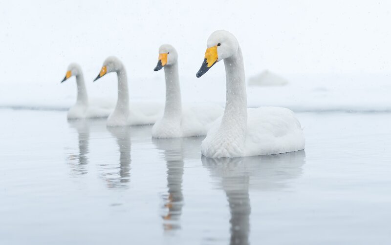 White Swans in Water — Serene, Winter