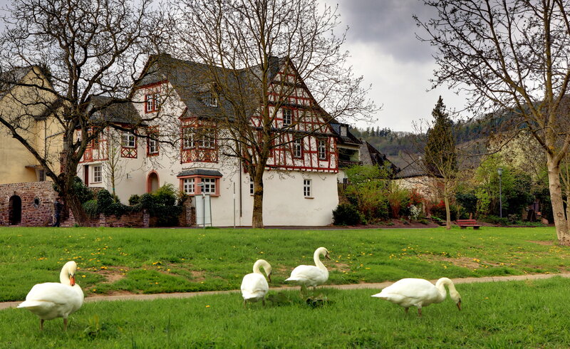 White Swans on Grass — Green