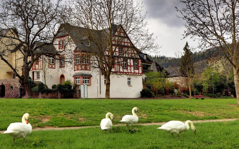 White Swans on Grass