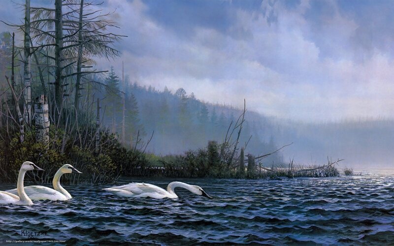 White Swans on Lake — Blue, Serene, Morning