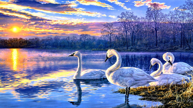 White Swans on Lake — Blue, Serene, Sunset, Digital Art