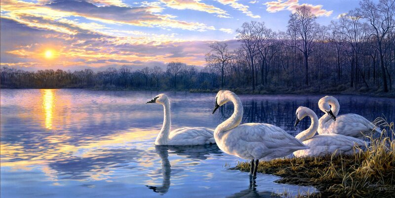 White Swans on Lake — Blue, Serene, Sunset
