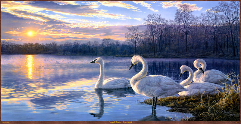White Swans on Lake — Blue, Serene