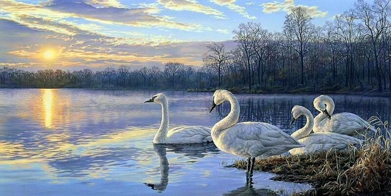 White Swans on Lake — Blue