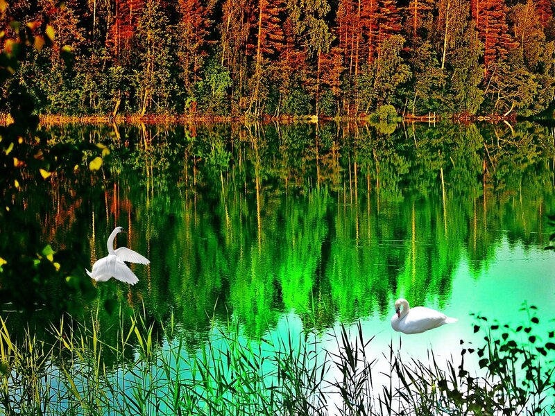 White Swans on Lake — Green