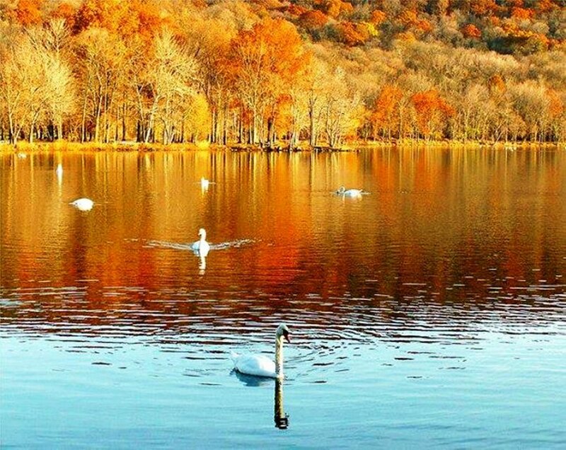 White Swans on Lake — Orange