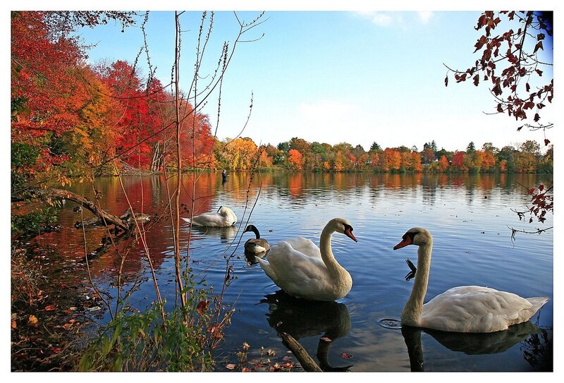 White Swans on Lake — Red