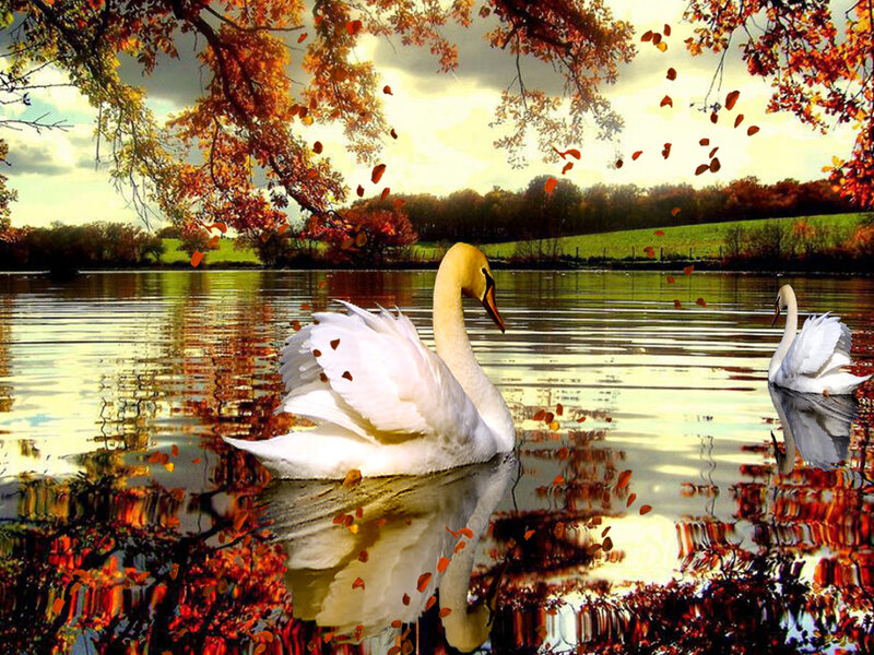 White Swans on Lake — Serene, Autumn