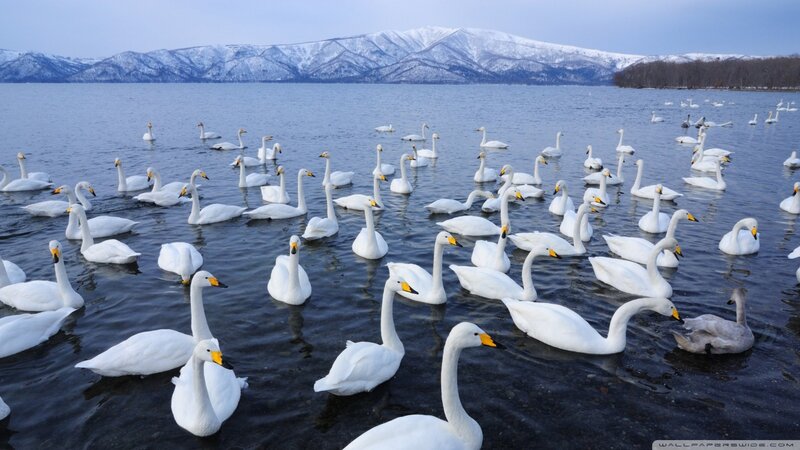White Swans on Lake — Serene
