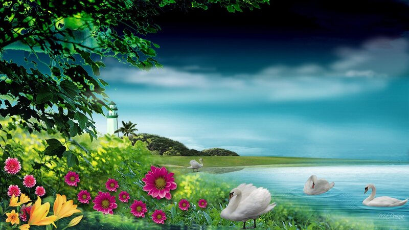 White Swans on Lake