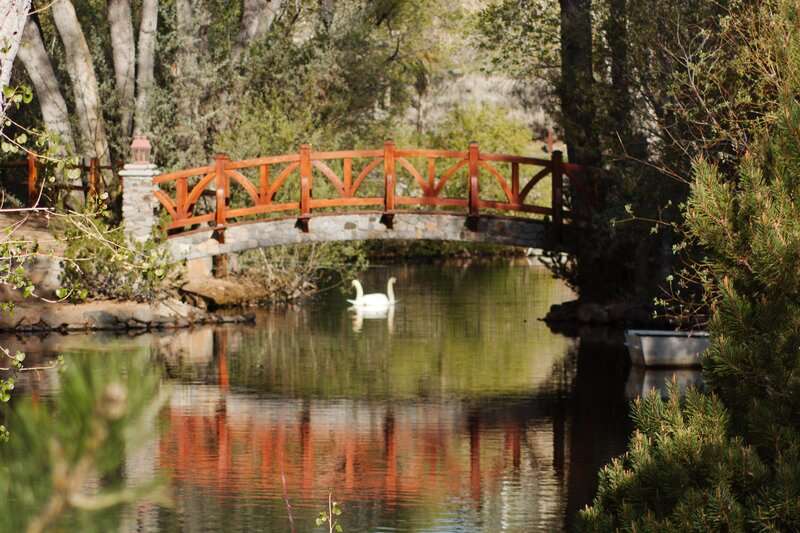 White Swans on Pond — Green