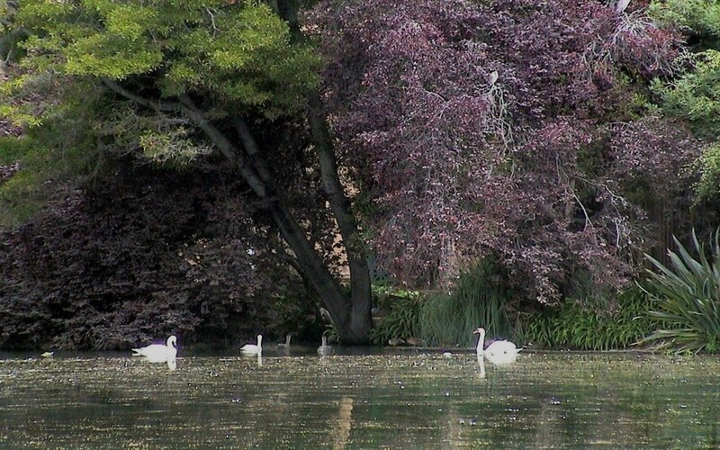 White Swans on Pond