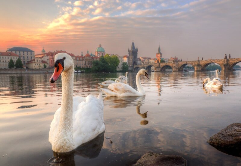 White Swans on River — Serene